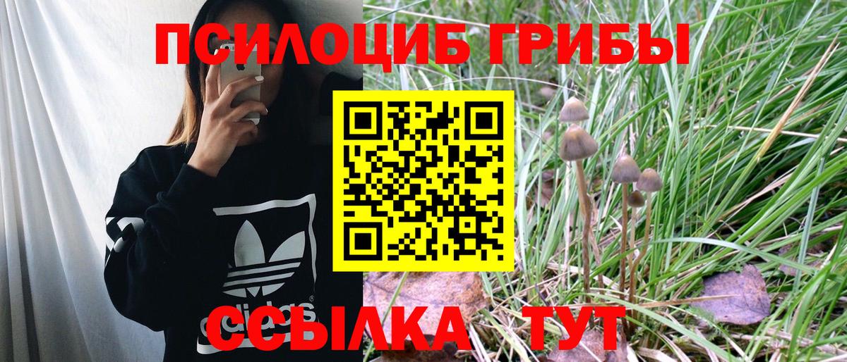 Псилоцибиновые грибы Psilocybine cubensis Великий Устюг